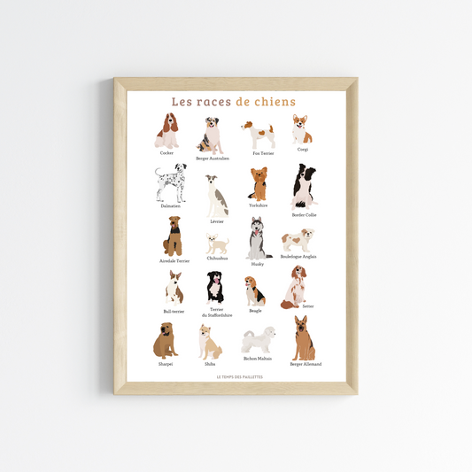 Affiche Les races de chien - Affiche illustration chien - Poster vétérinaire moderne - Le Temps des Paillettes